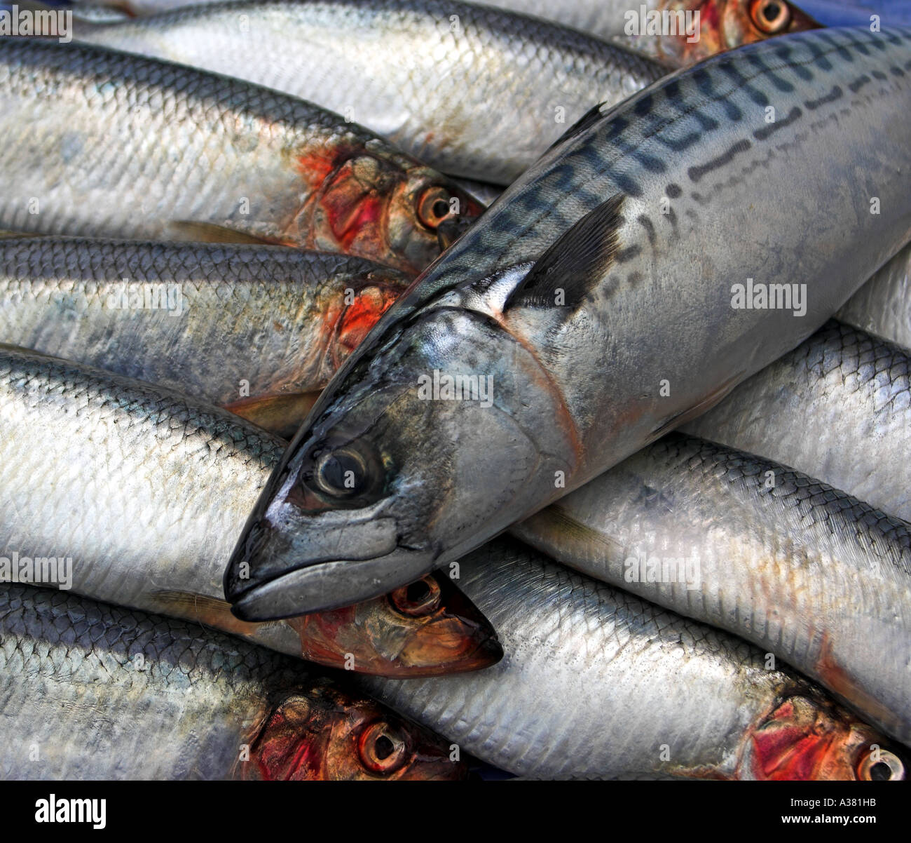 Heringe (Clupea Harengus) Makrele (Scomber Scombrus) Stockfoto