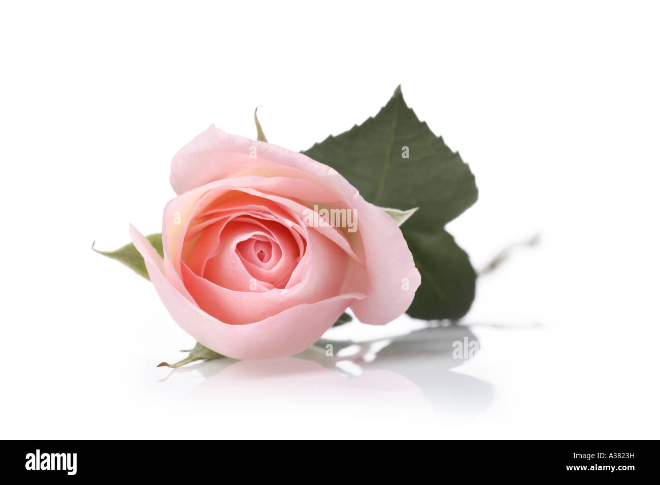 Einzigen rosa Rose Stockfoto