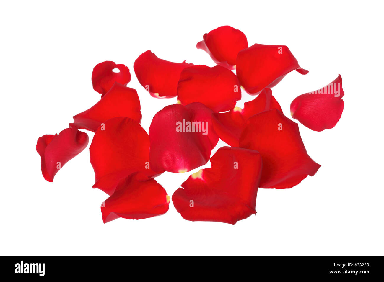 Rote Rosenblüten Stockfoto