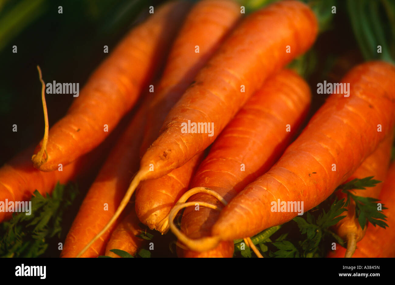 Eine Reihe von Karotten Stockfoto
