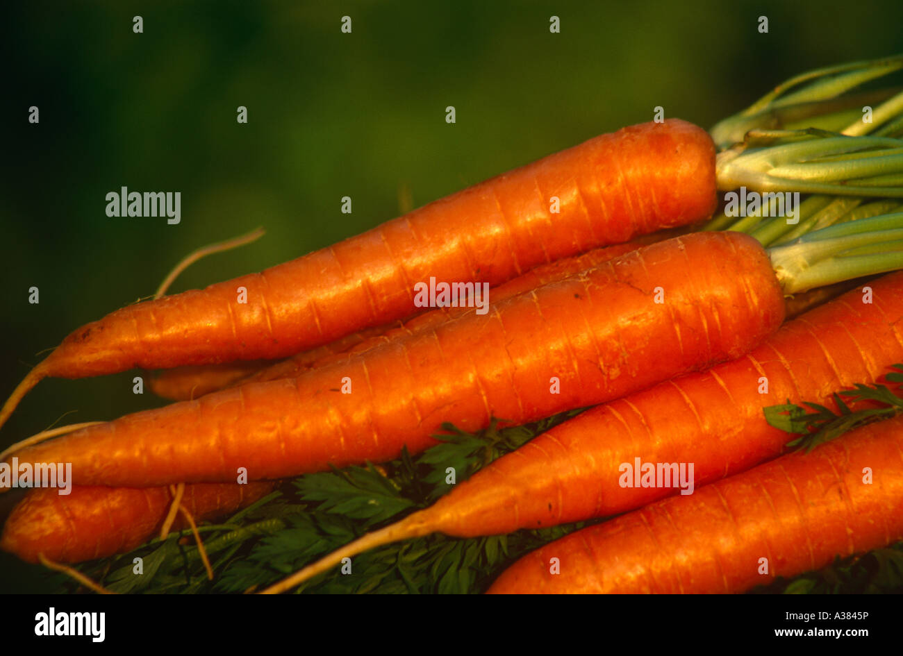 Ein Haufen oder Karotten Stockfoto