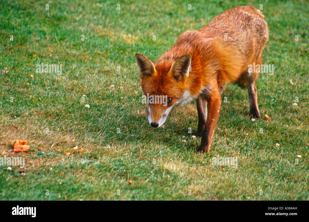 Fuchs essen -Fotos und -Bildmaterial in hoher Auflösung – Alamy