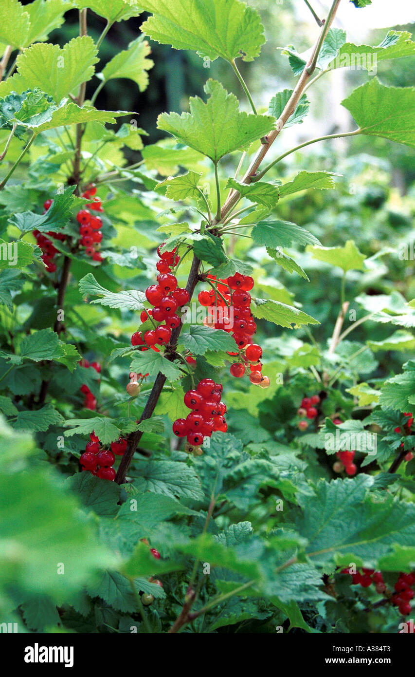 Beeren Im Garten Gartengestaltung Idee