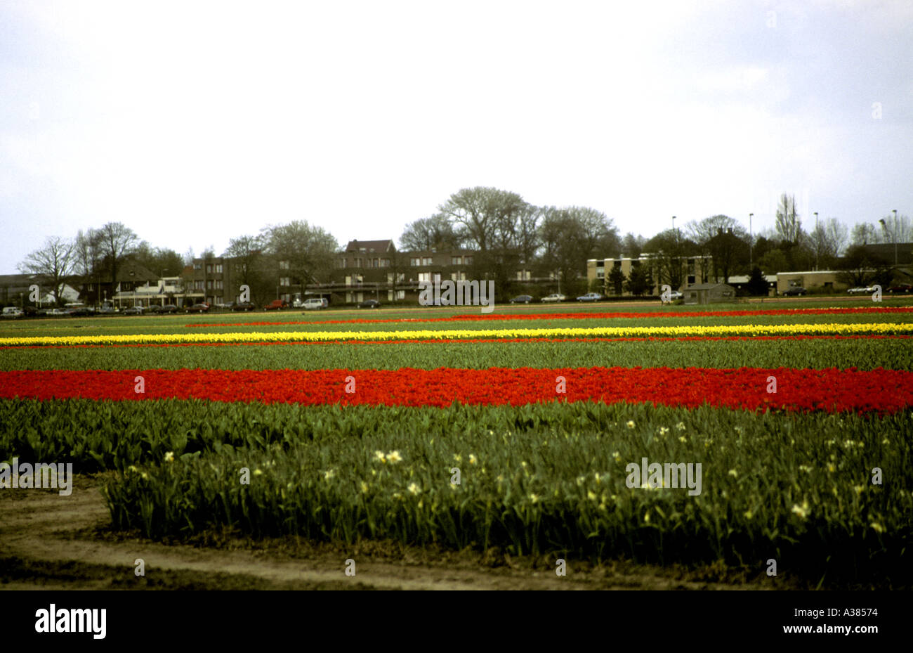 Tulpe Abstrakt rot grün gelb Feldlinien Stockfoto