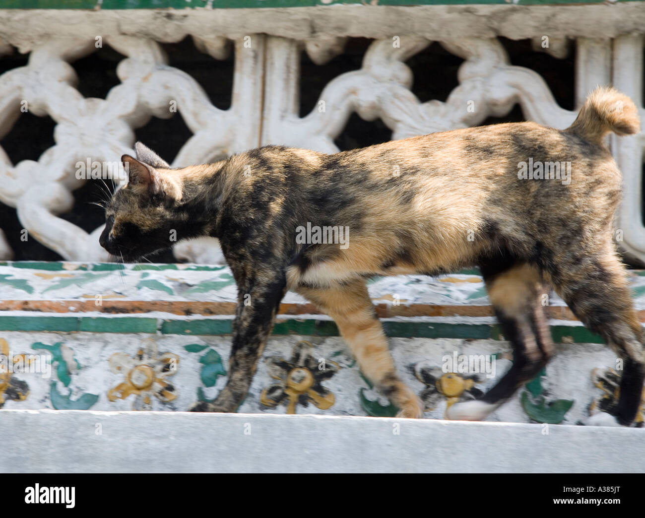 Katze, die entlang der Grachten Bangkok Thailand Südostasien im Wat Arun Stockfoto