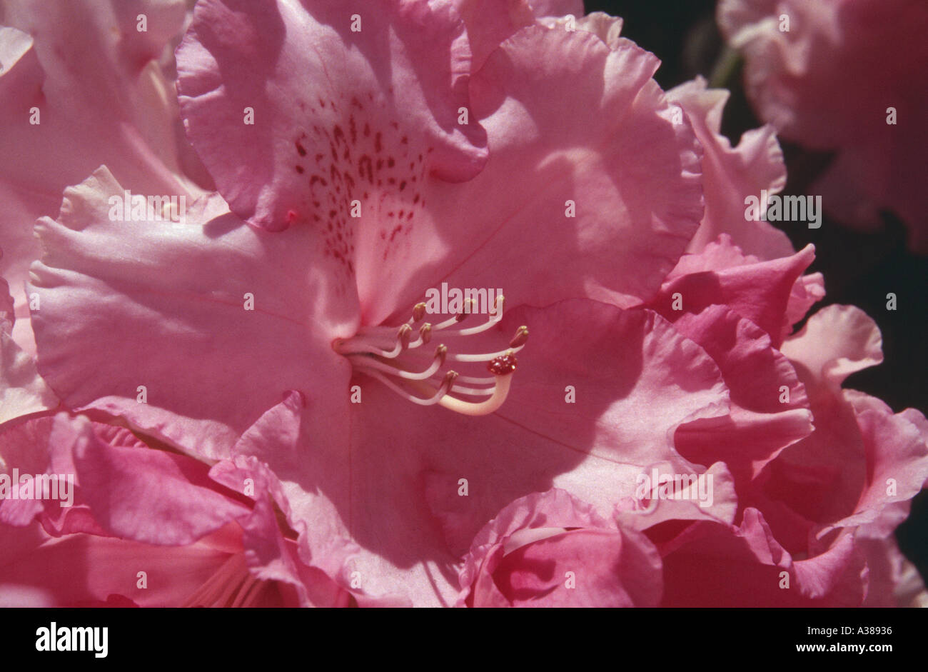 Rhododendron Stockfoto