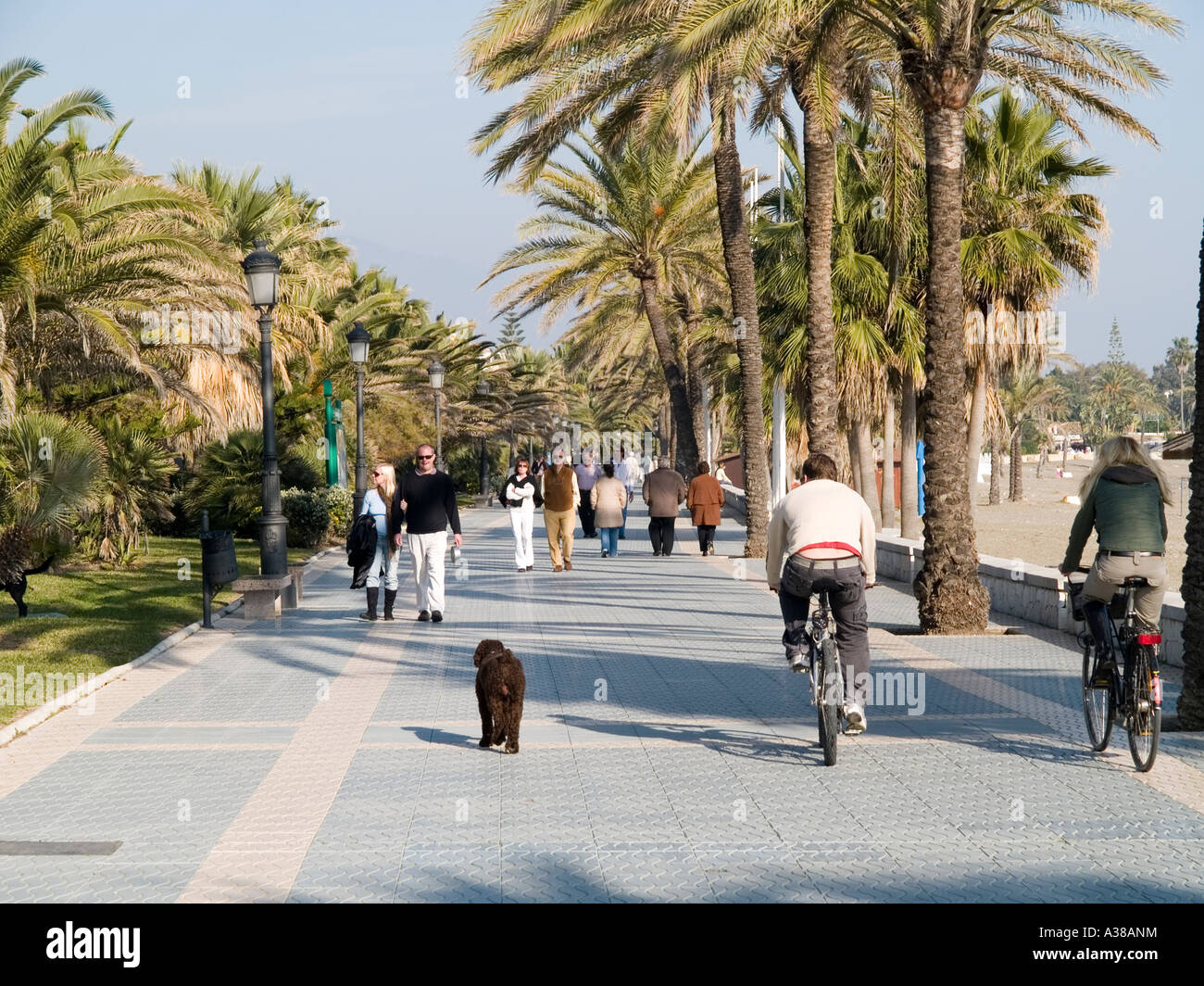 Palmengesäumten Promenade von San Pedro de Alcantara Andalusien Spanien im Winter Nachmittags Sonne Stockfoto