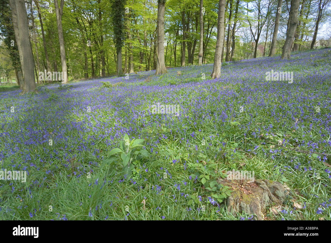 Frühling-Wälder in der Forest of Dean in Ruspidge, Gloucestershire Stockfoto