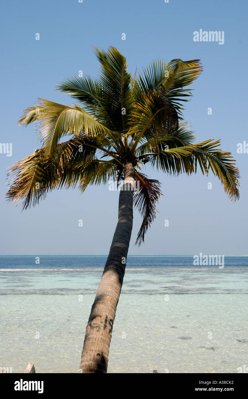Kokospalme beugte sich über Wasser Stockfoto
