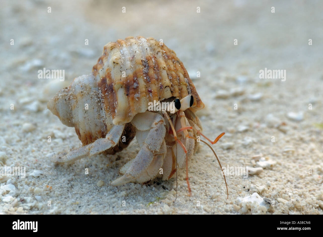 Einsiedlerkrebs in Eile Stockfoto