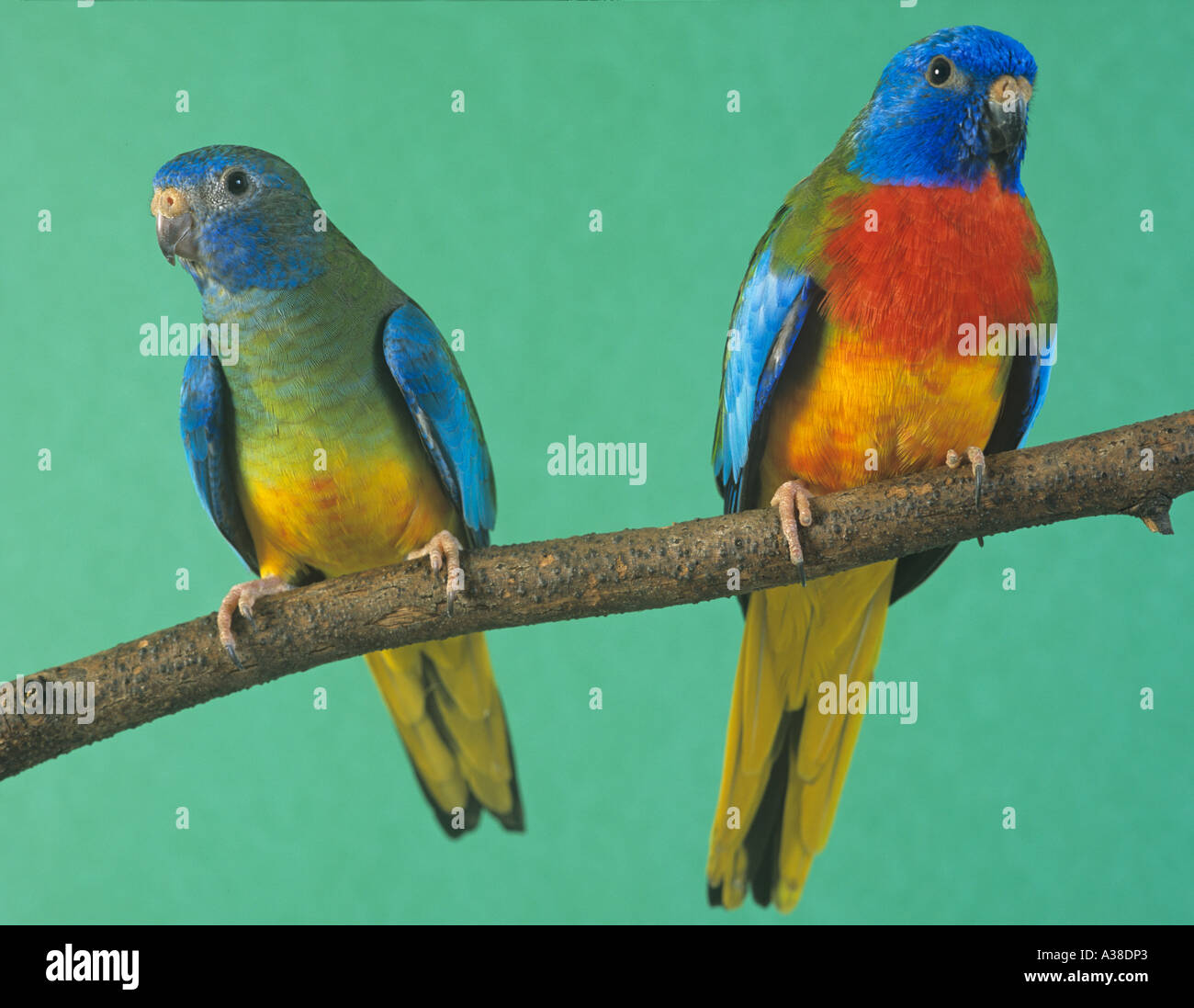 Scharlachpapagei Neophema splendida Stockfoto