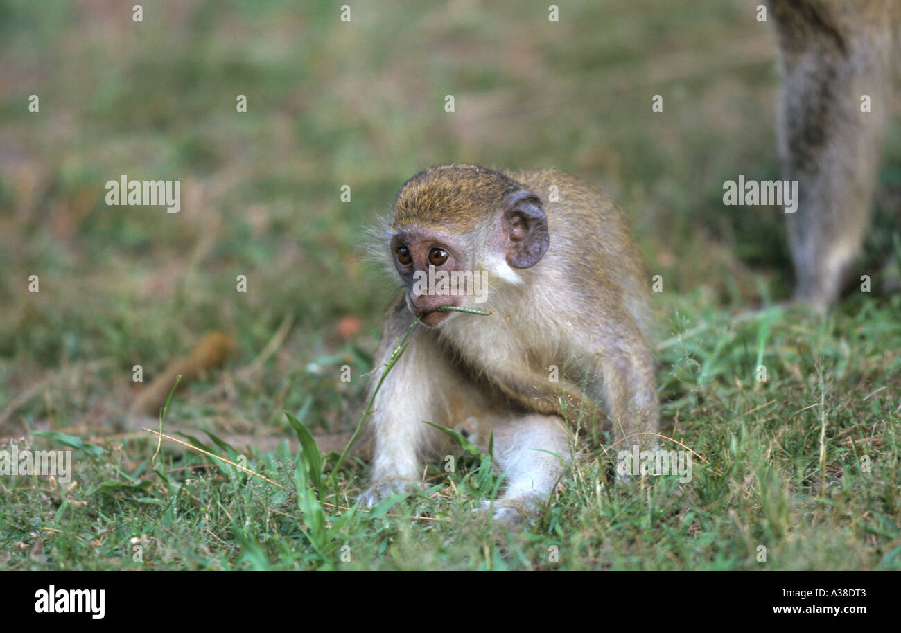 Vervet Monkey Cercopithecus aethiops heißt jetzt 'Grivet', Säugling Stockfoto