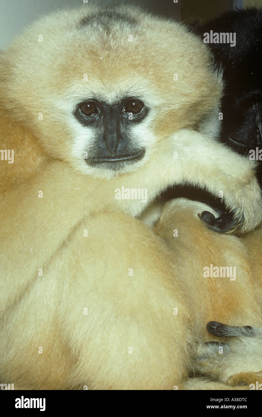 Weißen Wangen Concolour Gibbon Hylobates concolour Stockfoto