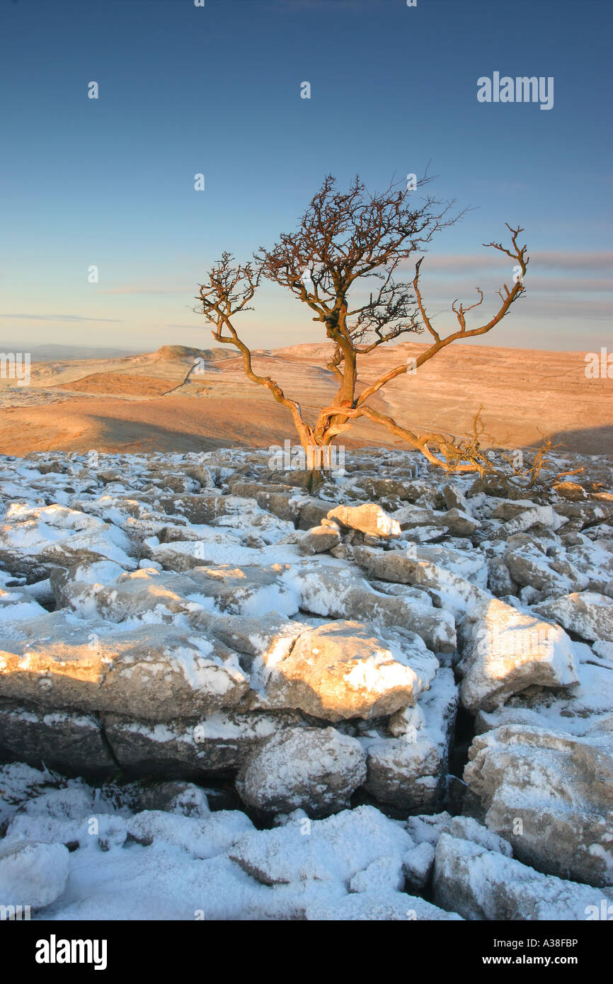 Winter Hawthorn in Dawn Light Scales Moor Twisleton Yorkshire Dales Stockfoto