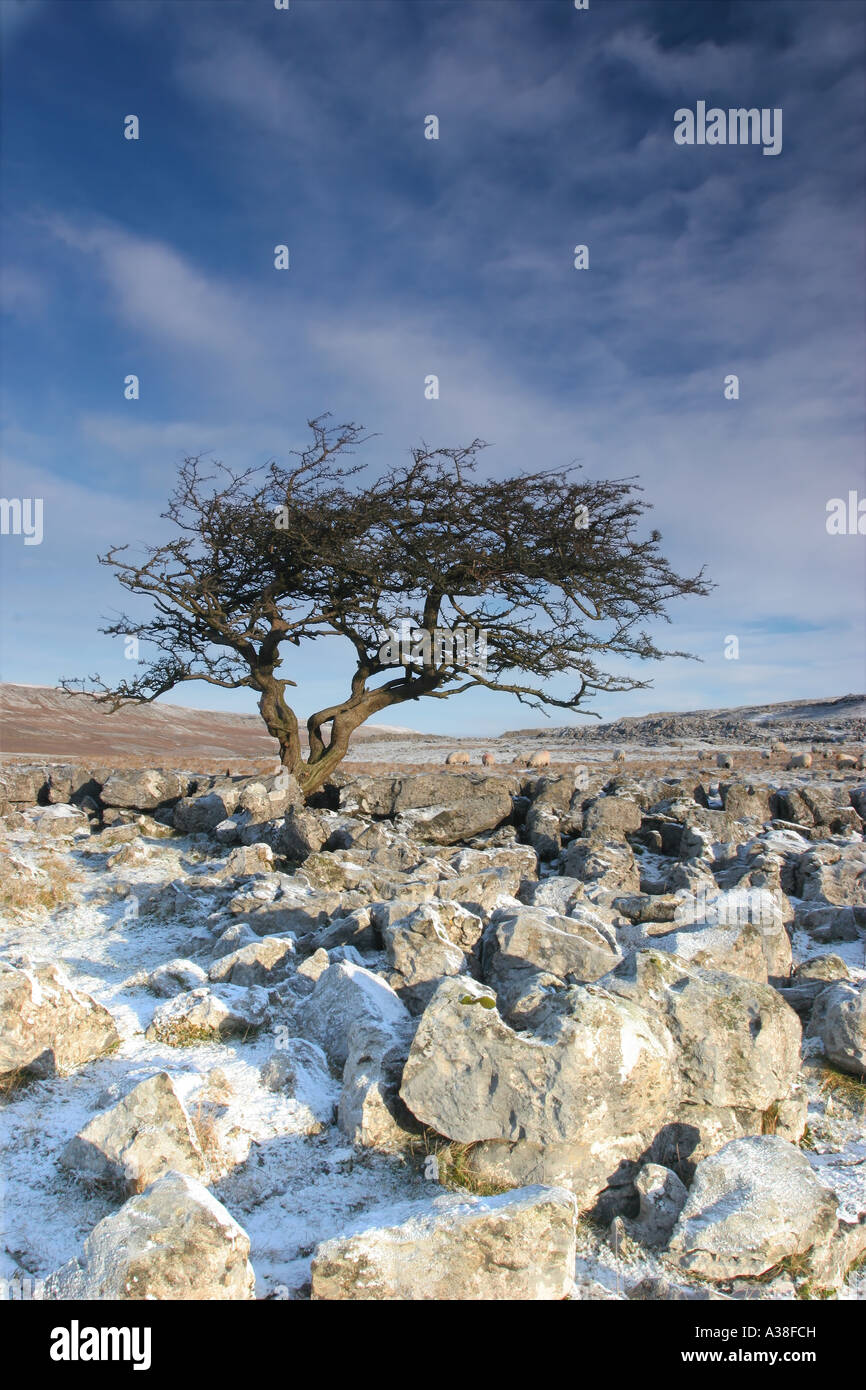 Winter Hawthorn und Karst Scales Moor Twisleton, Yorkshire Dales, Großbritannien Stockfoto