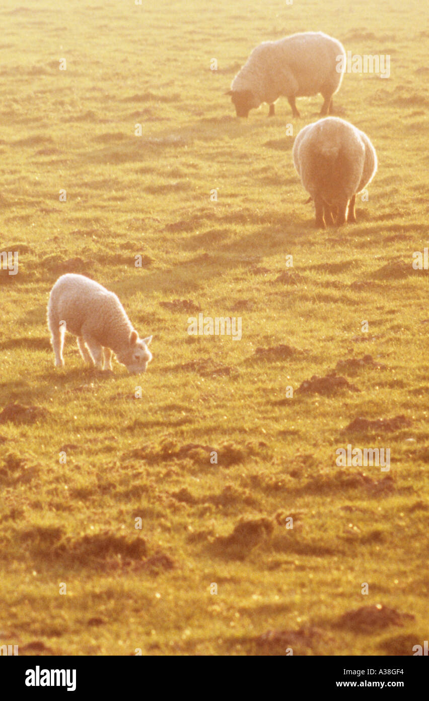 Zwei ausgewachsene Schafe und ein Lamm auf eine früh Sommermorgens oder abends auf einem unbebauten Weide grasen Stockfoto