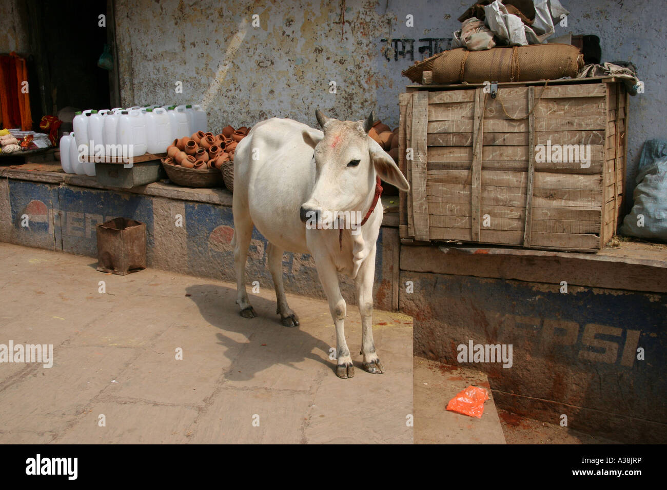 Kuh vor einem Geschäft am Ufer des Flusses Ganges, Varanasi, Uttar Pradesh, Indien Stockfoto