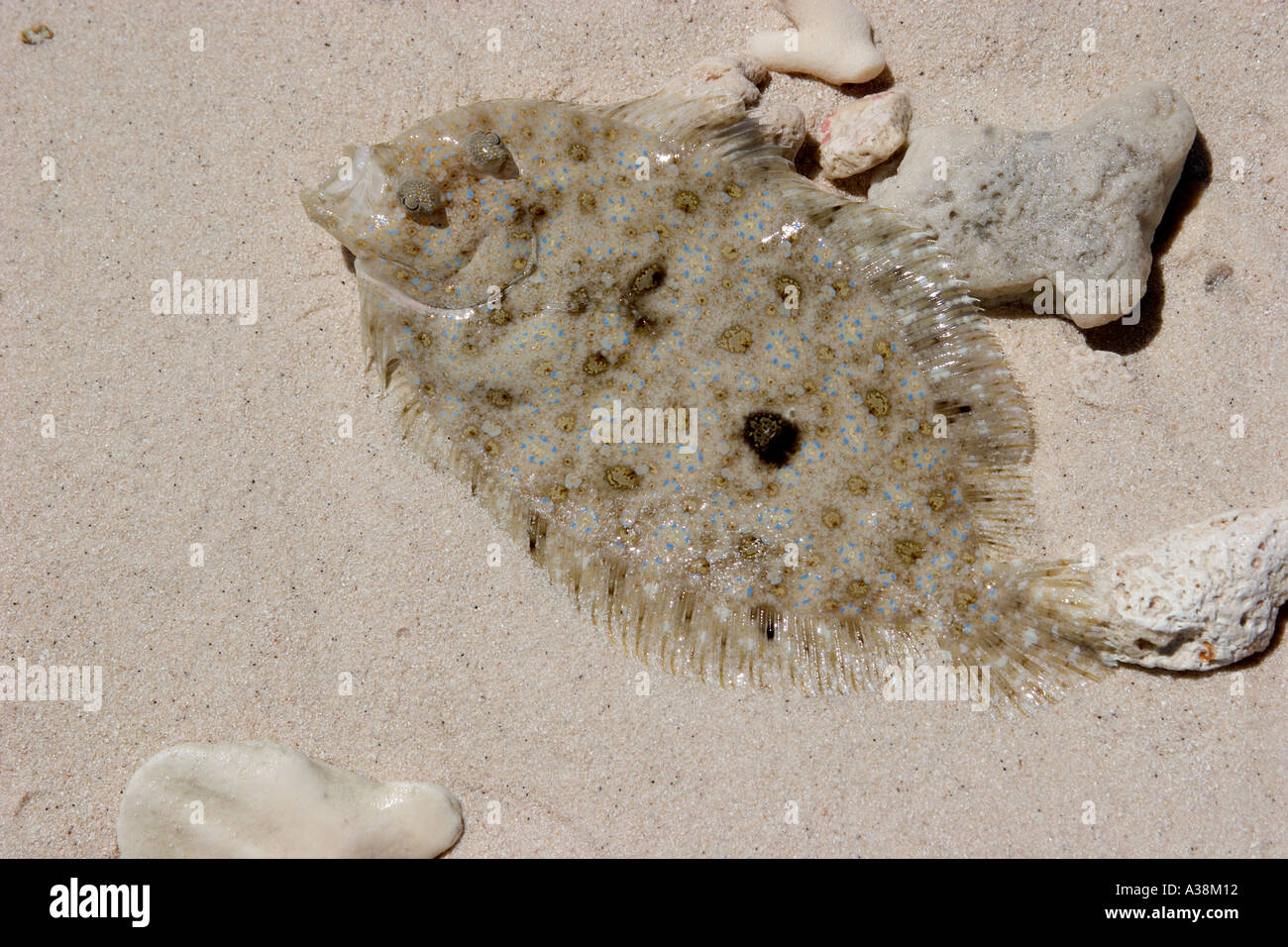 UF - 364D KLEINE PFAU FLUNDER Stockfoto