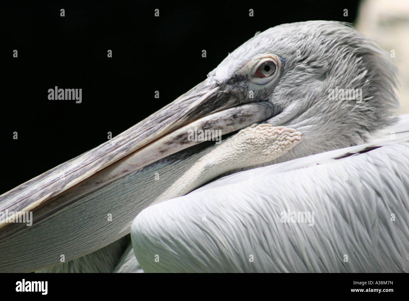 Spot-billed Pelican Nahaufnahme im Zoo von Singapur Stockfoto