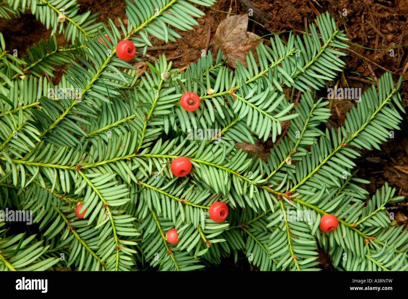 Pacific Western Yew 'Taxus brevifolia' elliptische Samen 1/4' lang, eingeschlossen in scharlachroten Bechern. Kalifornien. Stockfoto