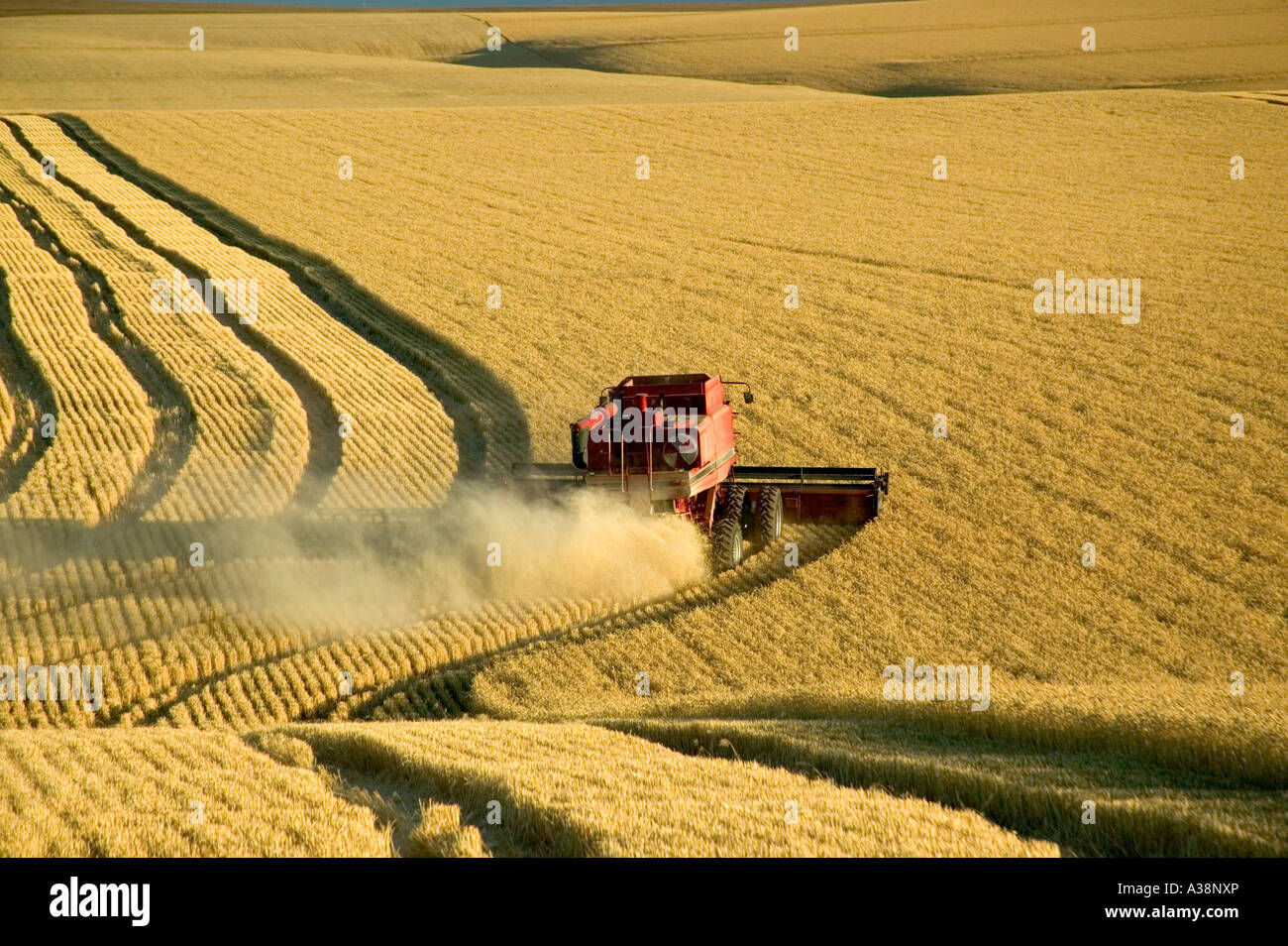 Kombinieren Sie beim Ernten von Weizen, Stockfoto