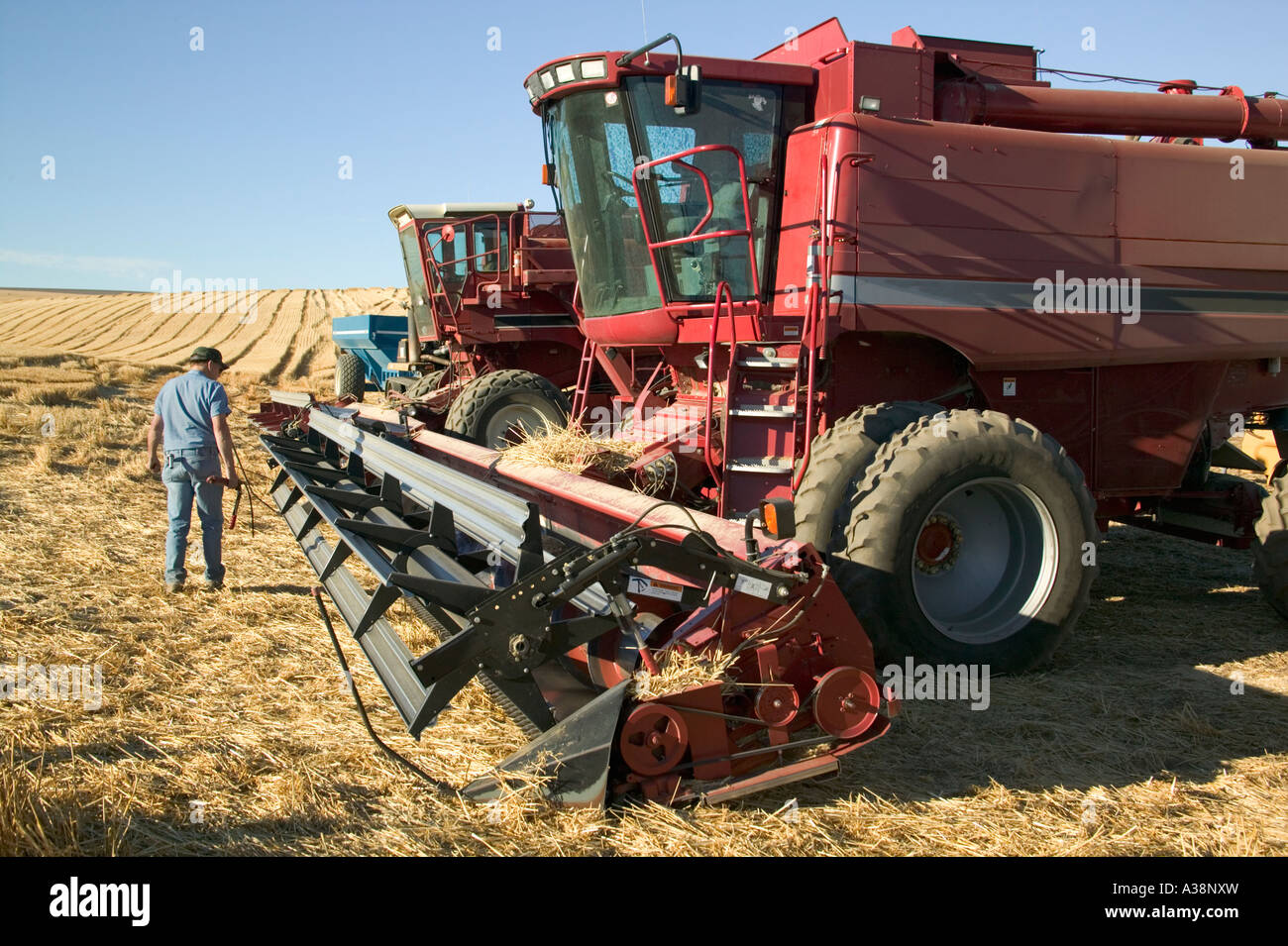 Weizen Landwirt Inspektion vereint, Stockfoto