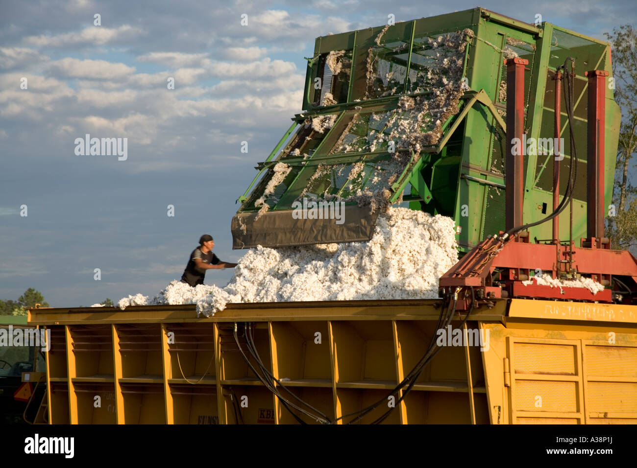 Landwirt, Baumwollpflücker, der geerntete Baumwolle ausgibt, Stockfoto