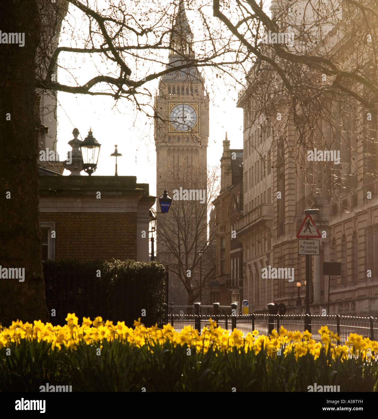 Die Uhr Turm von Big Ben Blick durch gelbe Feder Narzissen im St. James Park London England UK Stockfoto