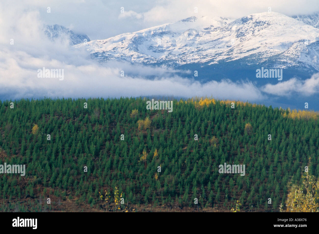 Gepflanzte Bäume 5 Stockfoto