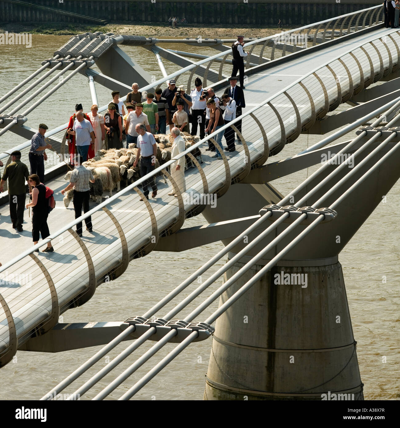 Schafe über die Millennium Brücke über den Fluss Themse London England UK (2006) Stockfoto
