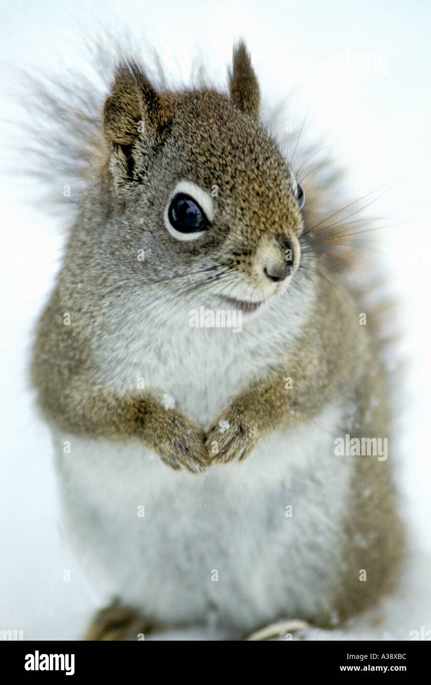 Eichhörnchen 11 Stockfoto
