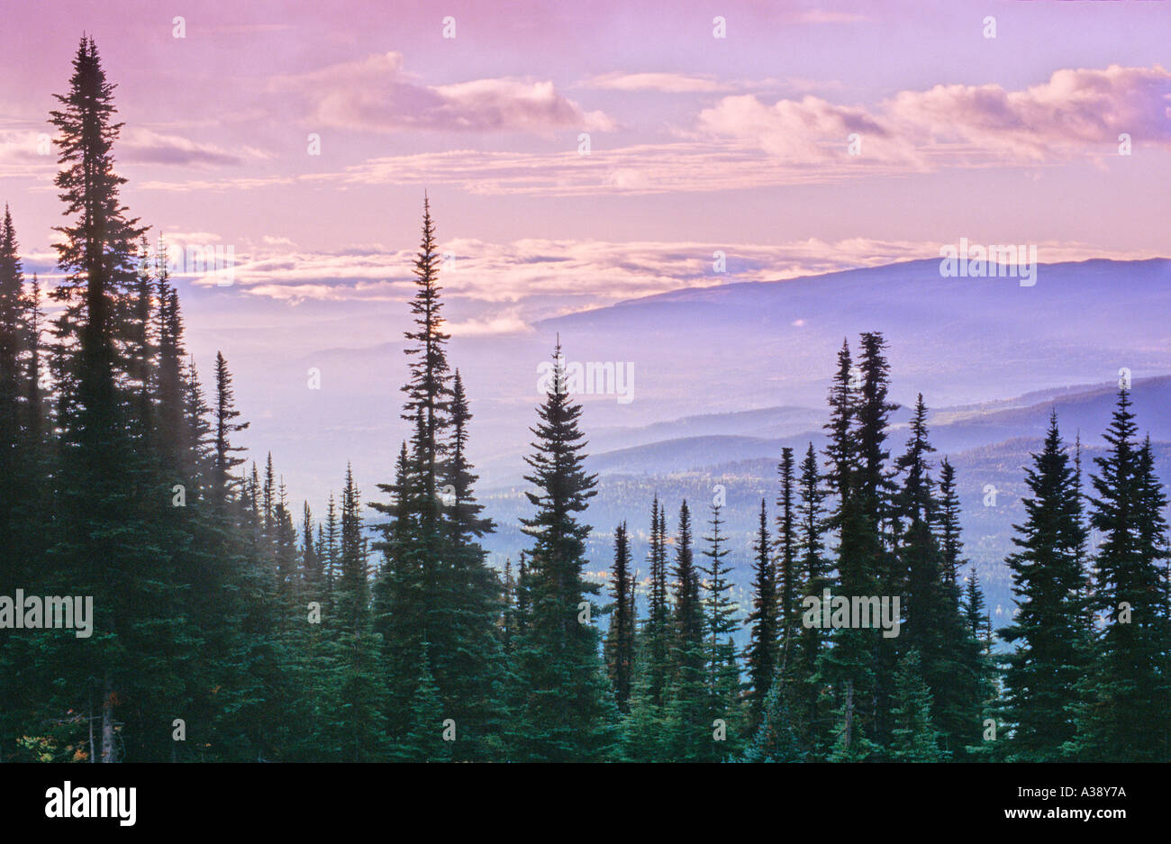 Baumkronen und Wolken Stockfoto