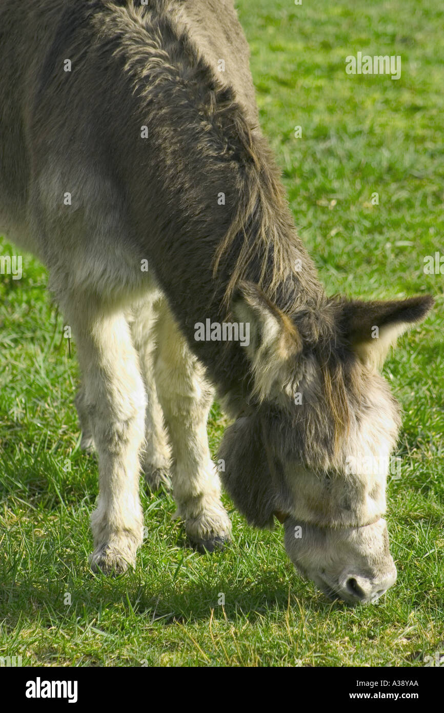 Graue Esel grasen Stockfoto