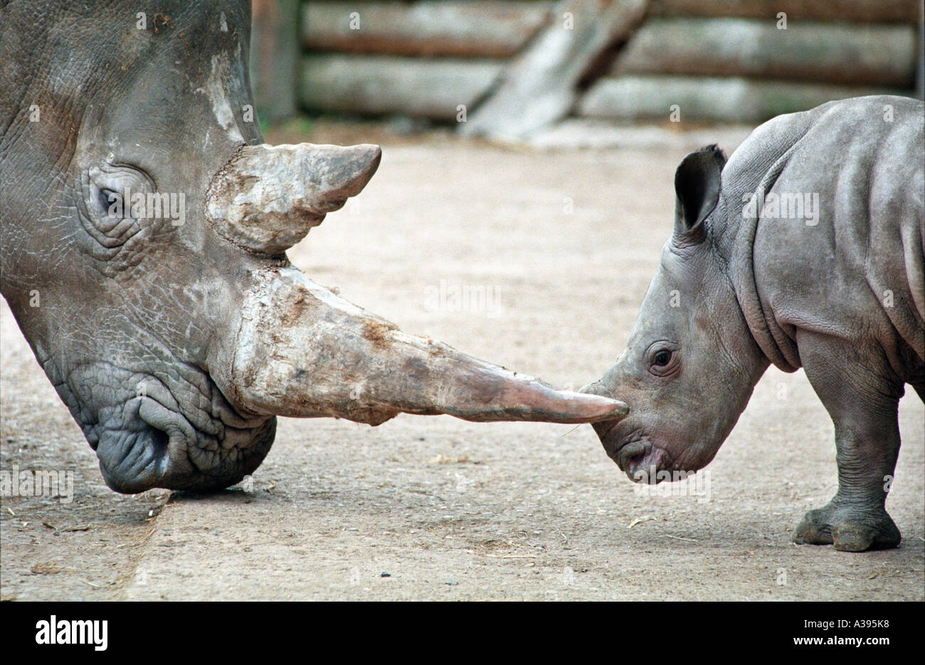 Mutter und Baby Breitmaulnashorn (Ceratotherium Simum) Stockfoto