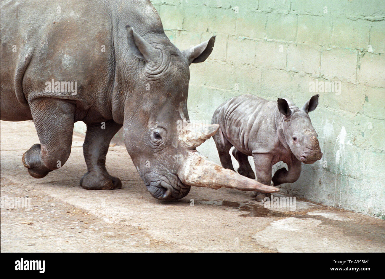 Mutter und Baby Breitmaulnashorn (Ceratotherium Simum) Stockfoto