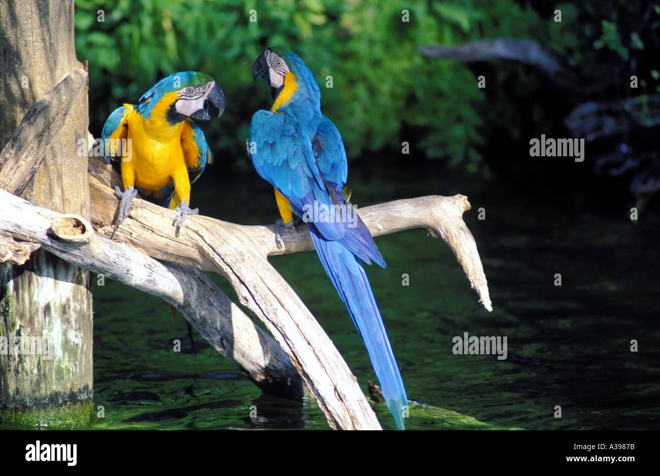 Zwei Papageien auf einem Ast Stockfoto