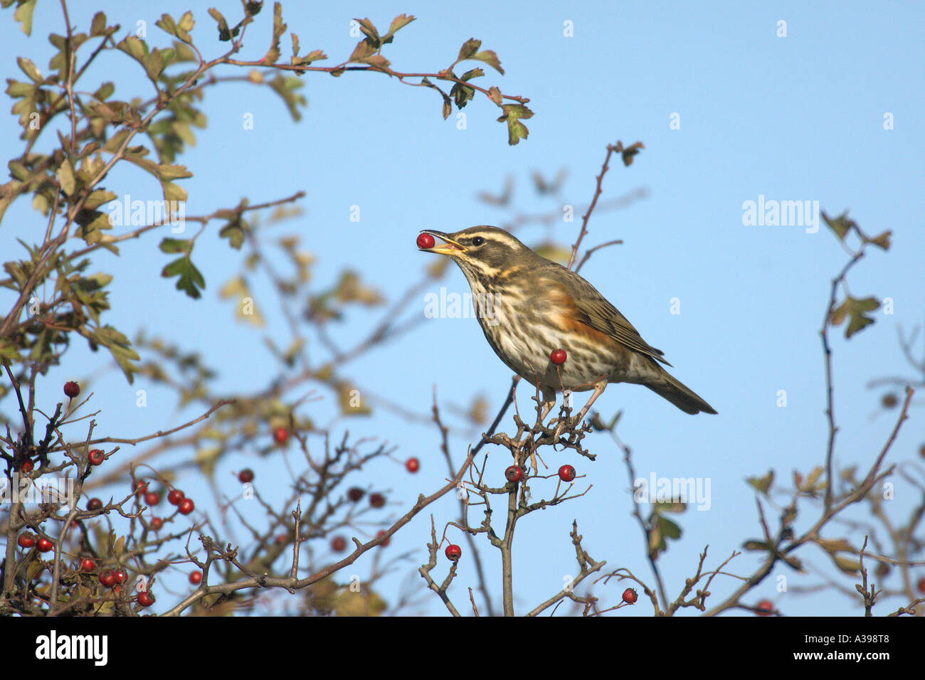 Rotdrossel Turdus Iliacus winter Erwachsene Essen Weißdornbeeren in Hecke Norfolk England Stockfoto