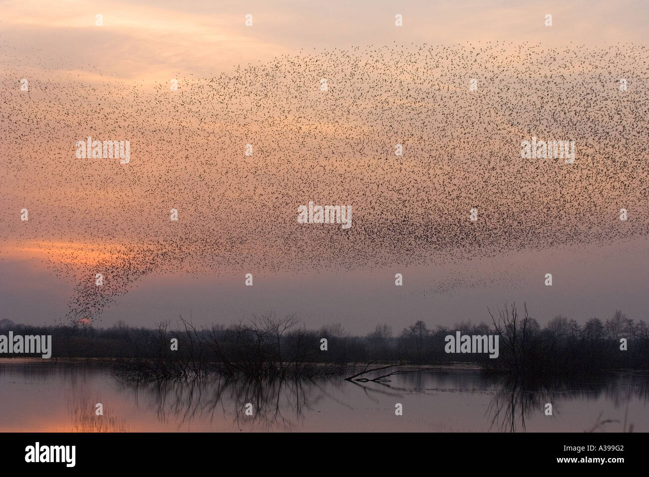 Herde von gemeinsamen Stare Sturnus Vulgaris gonna Roost in Schilfbeetes in der Abenddämmerung Westhay Moor Somerset England Januar 2006 Stockfoto