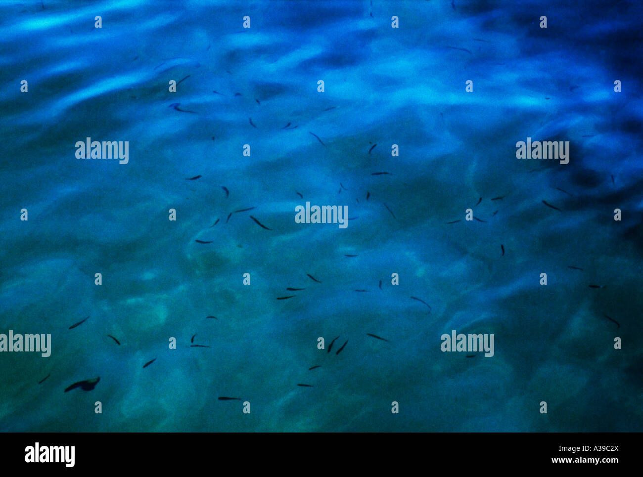 Meer, Meeresboden, Wasser, Fisch, verschiedene Formen, klar, blau, beruhigen, sand Stockfoto