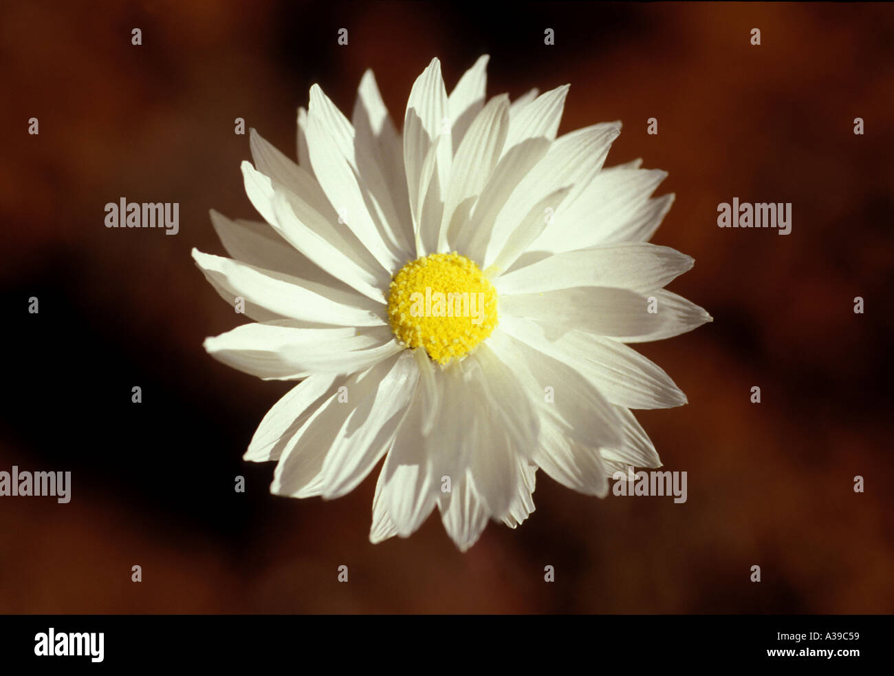 White Paper Daisy Helipterum Fitzibbonii Fitzgibbon s Daisey 0324 Stockfoto