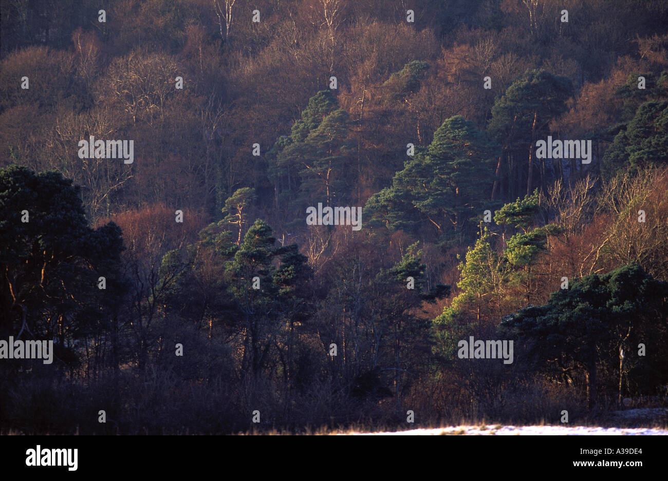 Nadel- und Laubbäume Mischwald im Winter Silverdale Lancashire Stockfoto