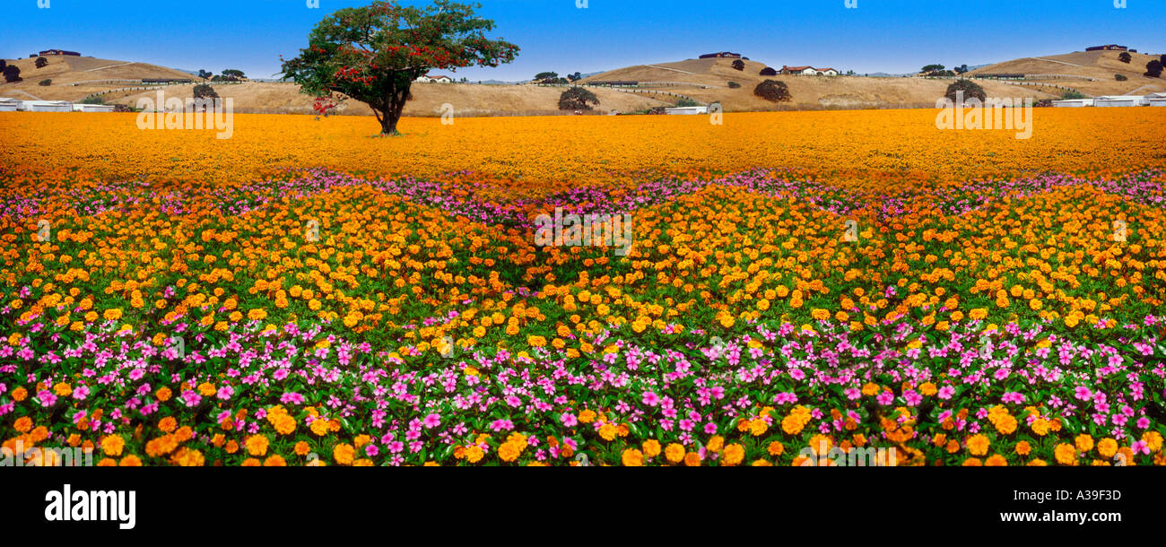 Gelb lila Blume Feld Green Tree Brown Hills horizontalen panorama Stockfoto