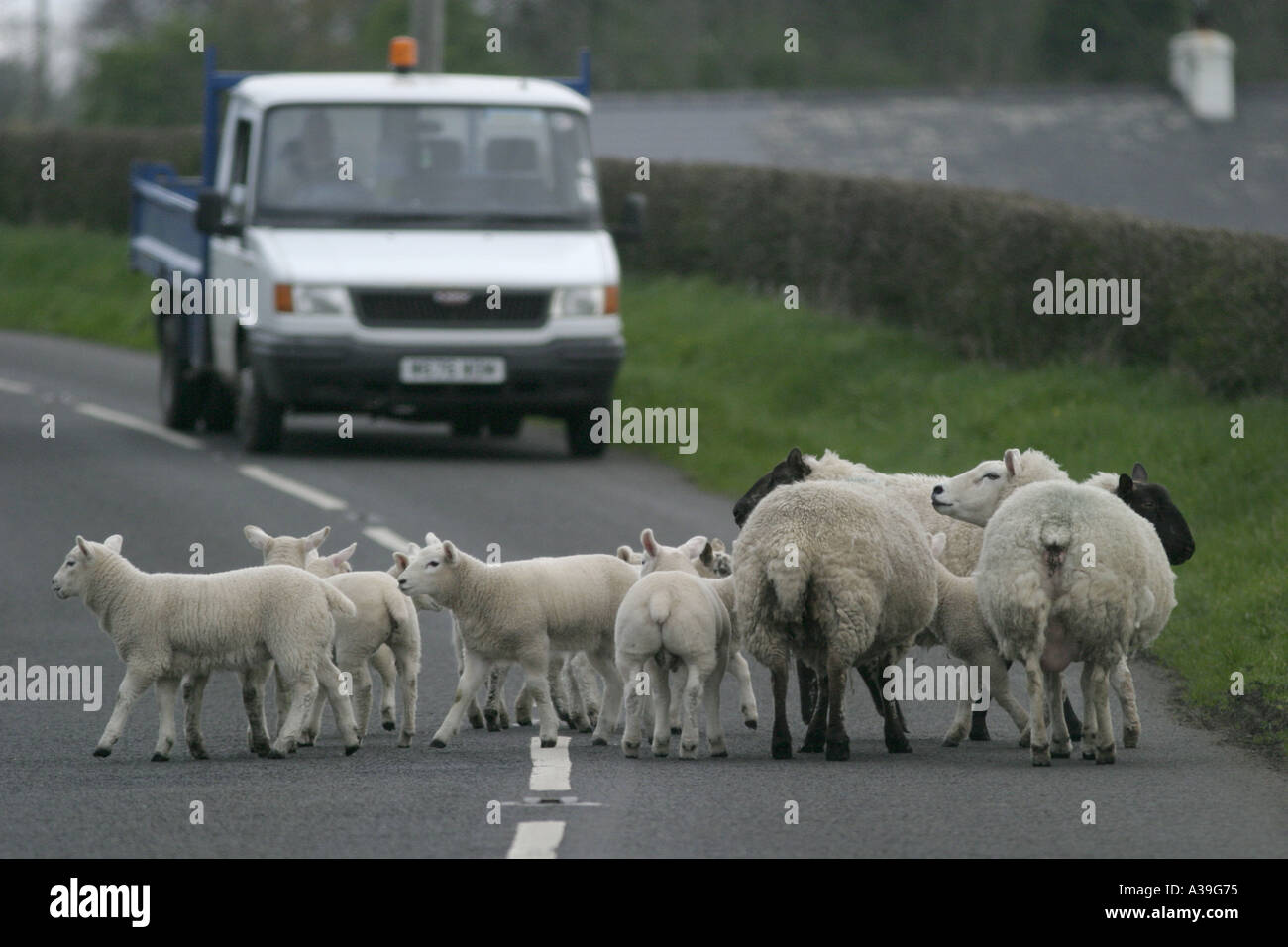 Schafherde Lämmer in der Mitte der Straße vor van County Antrim-Nordirland Stockfoto