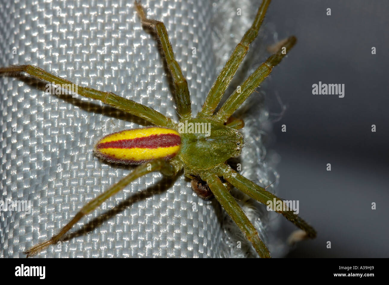 Grün-gelbe Spinne Micrommata virescens Stockfotografie - Alamy