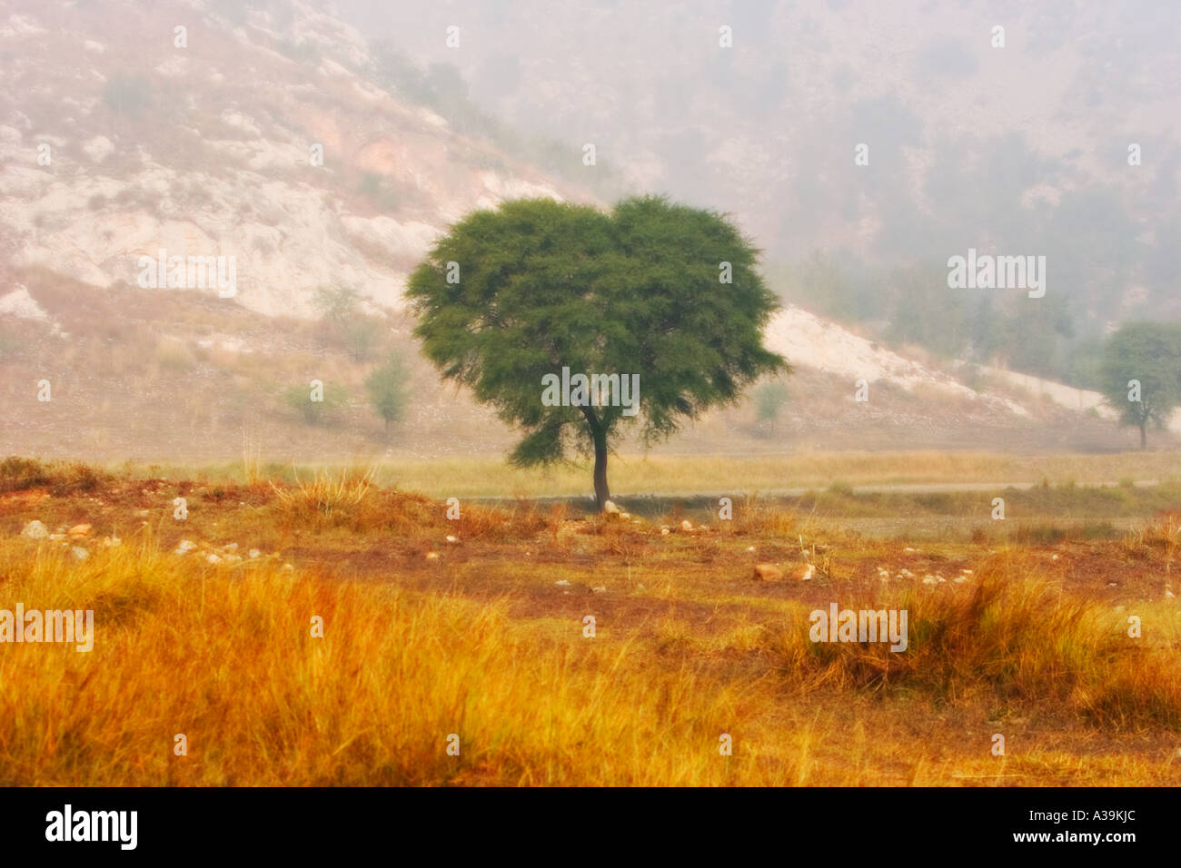 Herzförmiger Baum im Punjab Stockfoto
