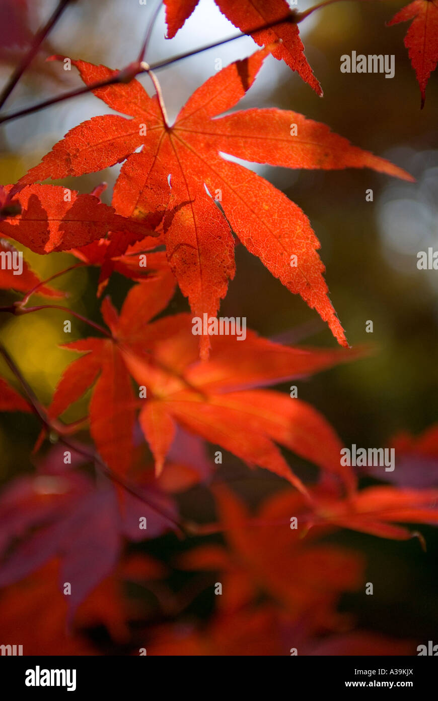 Rot-Ahorn-Baum-Blätter Stockfoto