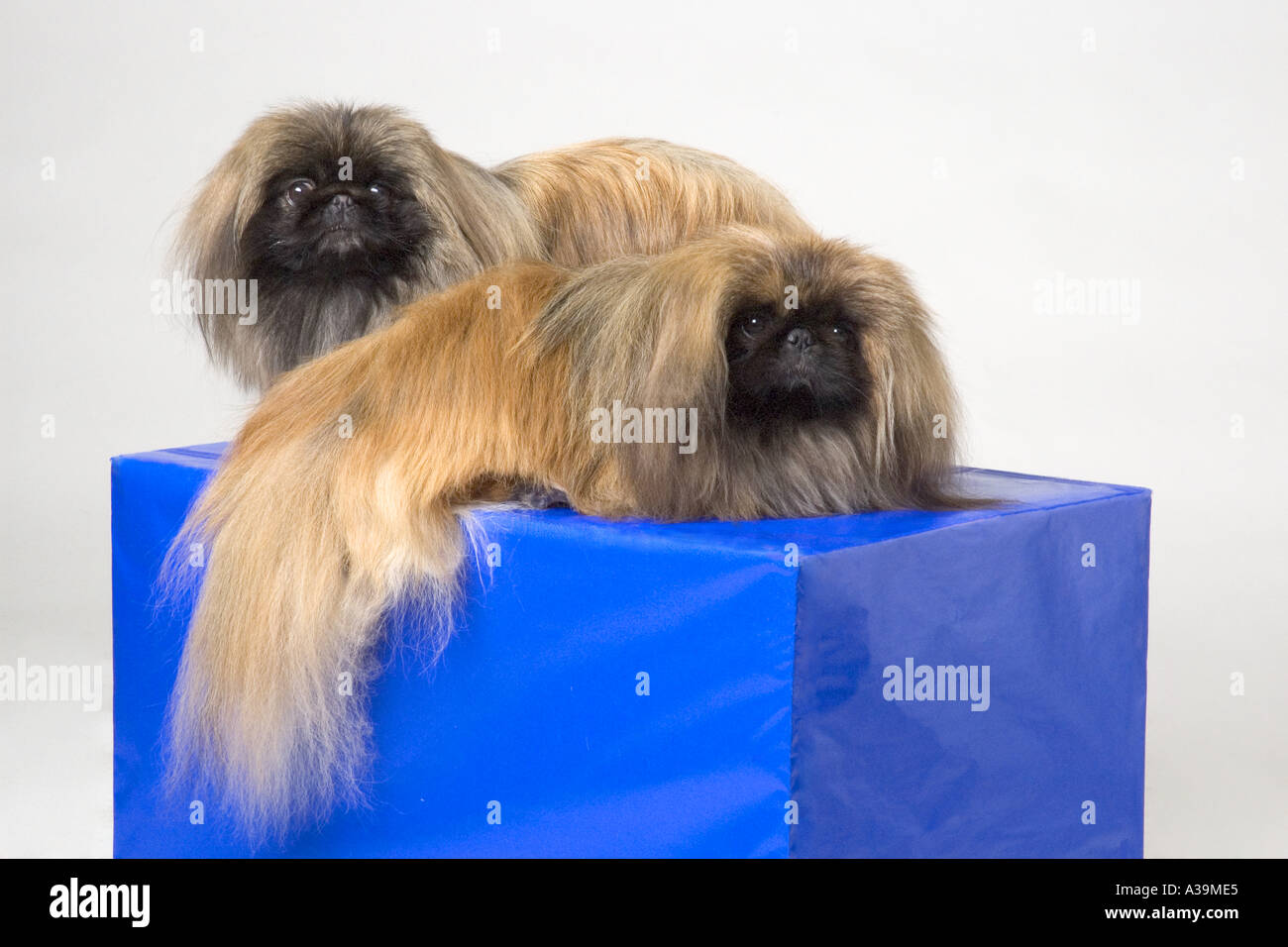 Paar Pekinese Hunde Stockfoto