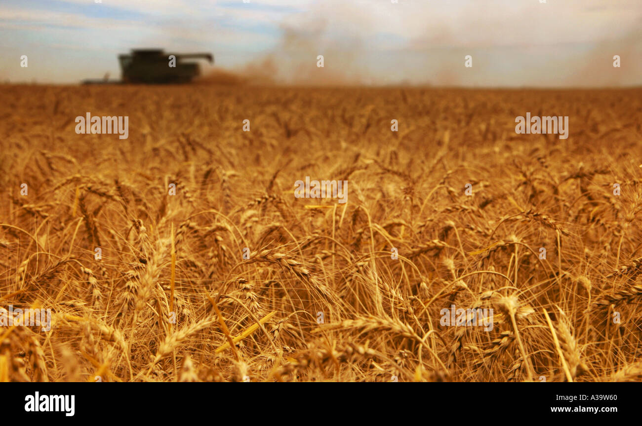 Erntezeit Stockfoto