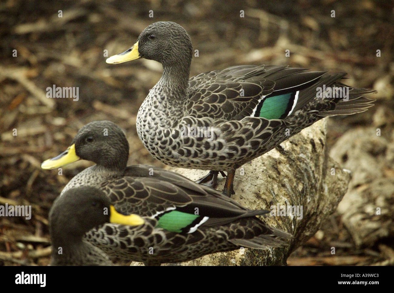 Südafrikanische Gelbe Enten in Rechnung gestellt Stockfoto