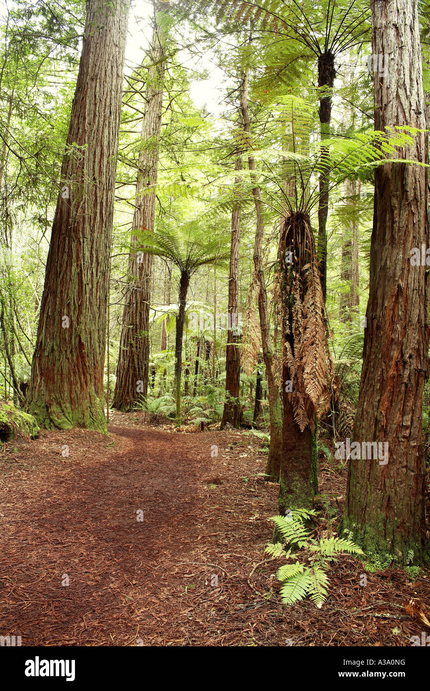 Redwood-Bäume Stockfoto